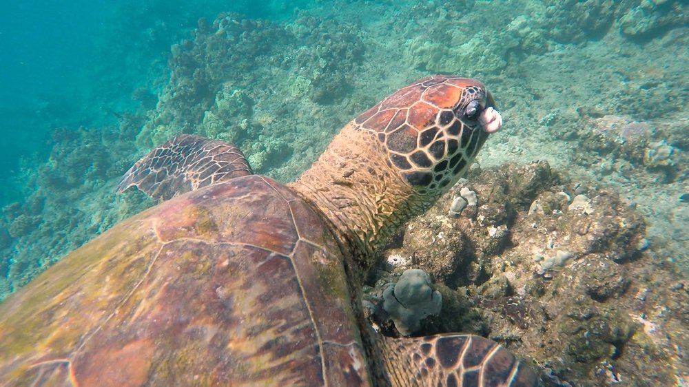 Sea Turtle With Fibropapillomatosis Shutterstock 643523845