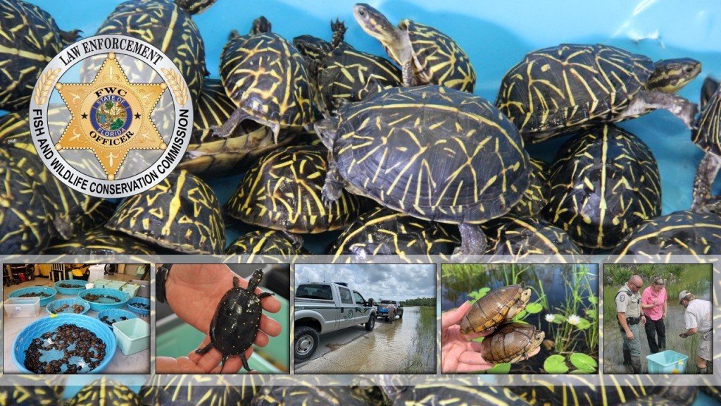 Seized Turtles Florida