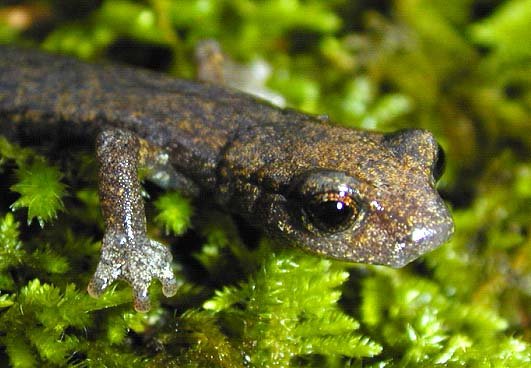 Shasta Salamander Hydromantes Shastae Us Forest Service Fpwc