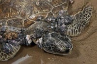 Sick Turtle Wwf Australia20