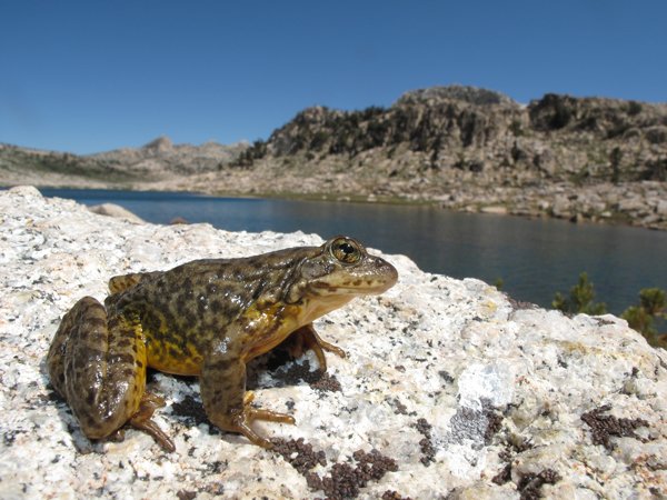 Sierra Nevada Yellow Legged Frog Rana Sierrae In Yosemite Devin Edmonds Usgs Fpwc