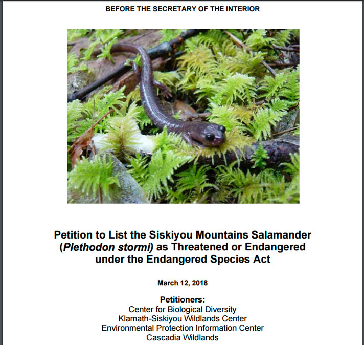 Siskiyou Mountains Salamander