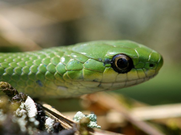 Smooth Green Snake Shutterstock 61384192