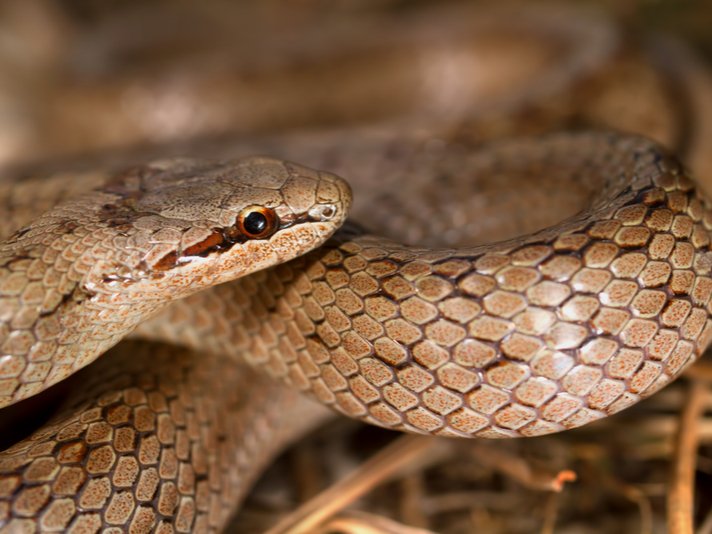 Smooth Snake Shutterstock 89773048