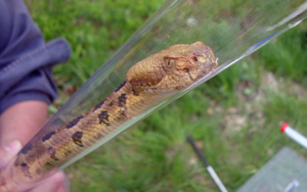 Snake Fungal Disease On Timber Rattler2