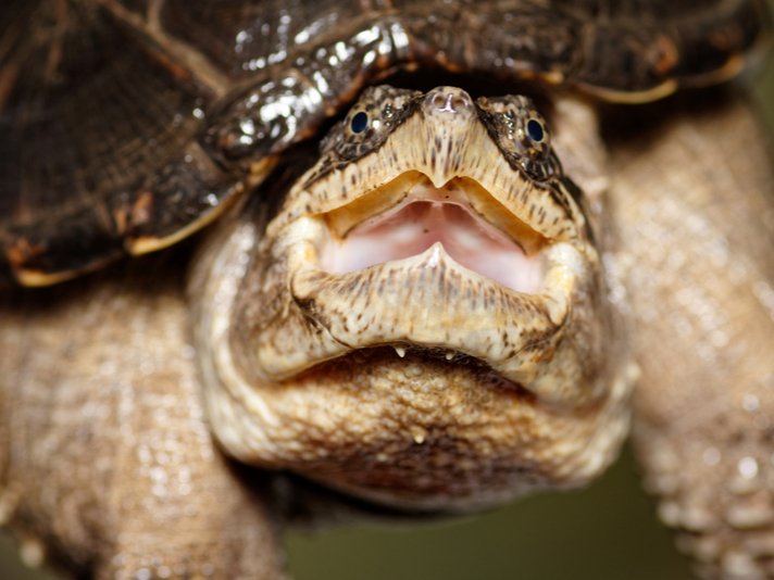Snapping Turtle Shutterstock 743105680
