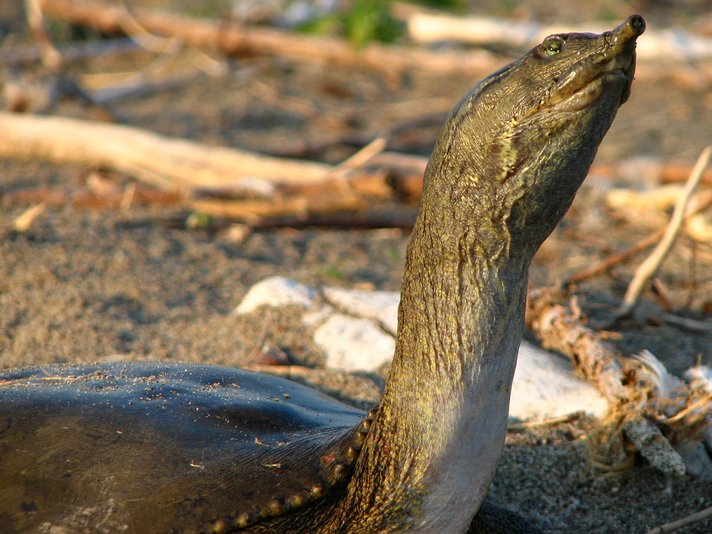 Softshell Turtle Shutterstock 13487512