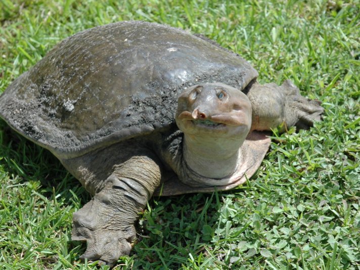 Softshell Turtle Shutterstock 43805092