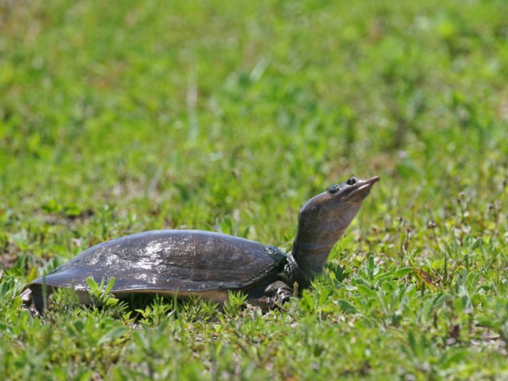 Softshell Turtle Shutterstock 54309739
