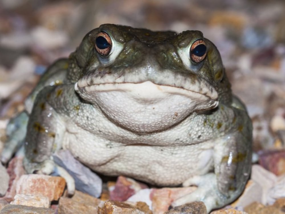 Sonoran Desert Toad Hutterstock582564223
