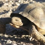 Sonoran Desert Tortoise Shutterstock 193478273
