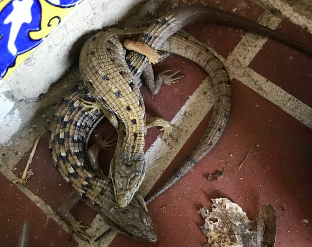 Southern Alligator Lizard Embrace