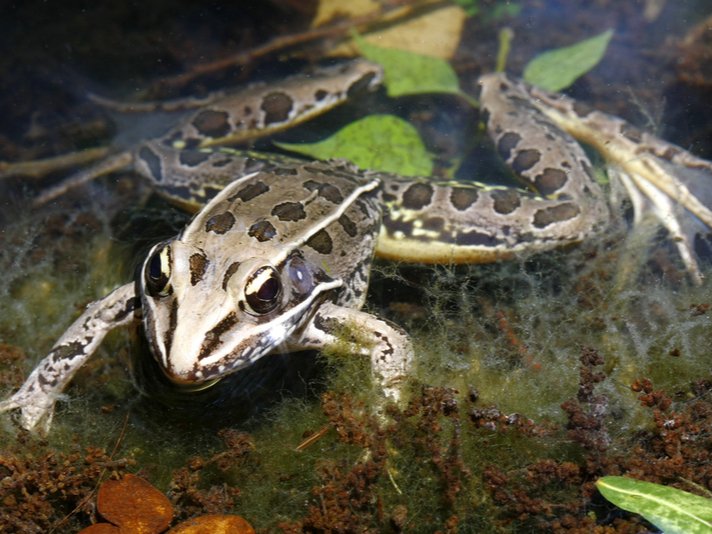 Southern Leopard Frog Shutterstock 52803637