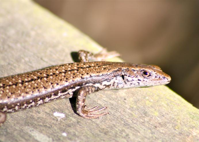 Southern Grass Skink Pseudemoia Entrecasteauxii