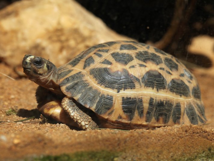 Spider Tortoise Shutterstock 316139648