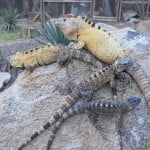 Spiny Tailed Iguanas