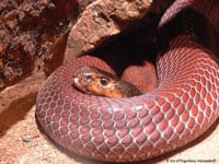 Spitting Cobra Accuracy 200