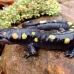 Spotted Salamander Shutterstock 82093852