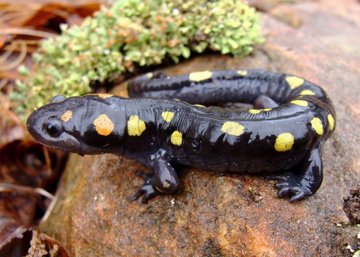 Spotted Salamander Shutterstock 82093852
