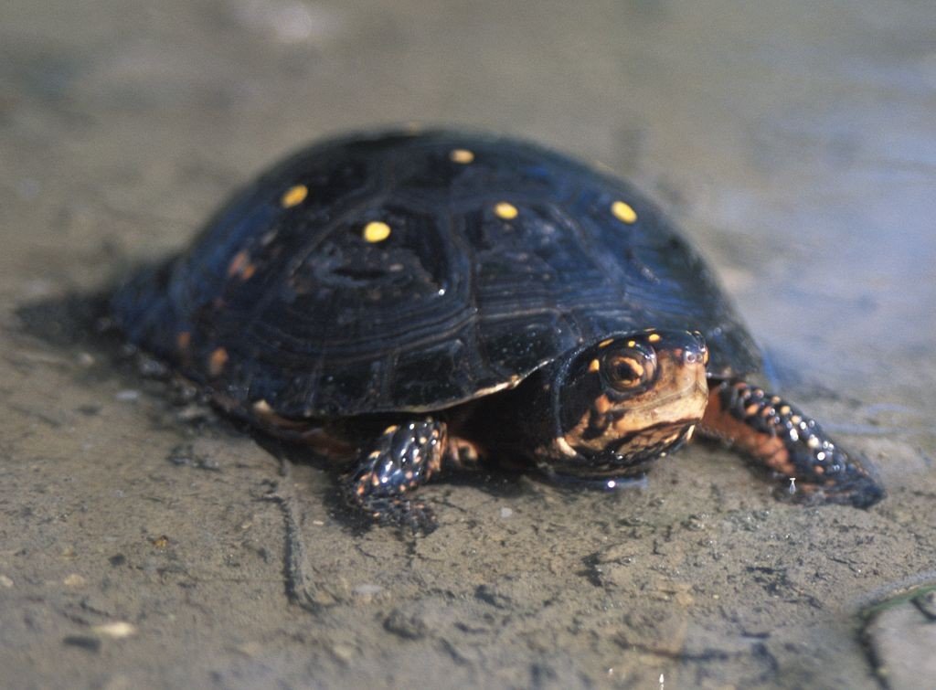 Spotted Turtle Clemmys Guttata