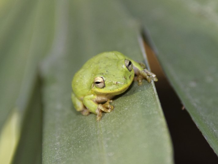 Squirrel Treefrog Shutterstock 125444834