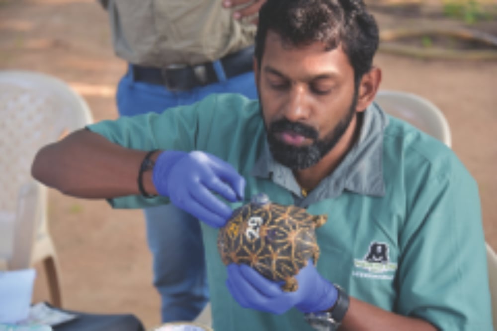 Star Tortoise Wildlife Sos Dr Arun Putting Transmitter On Thomas Sharp Wsos