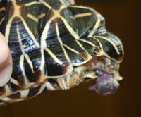 Star Tortoise With Phallus2
