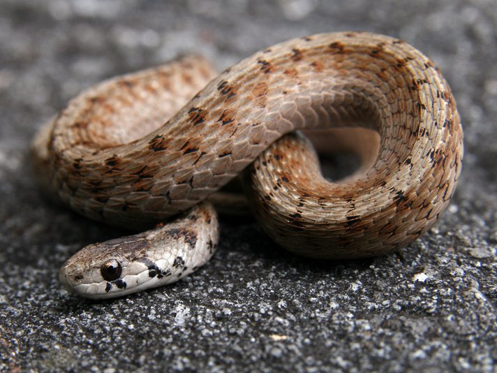 Storeria Dekayi Shutterstock 61384213