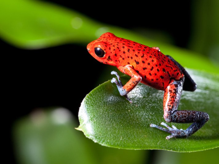 Strawberry Poison Dart Frog Shutterstock 100349804