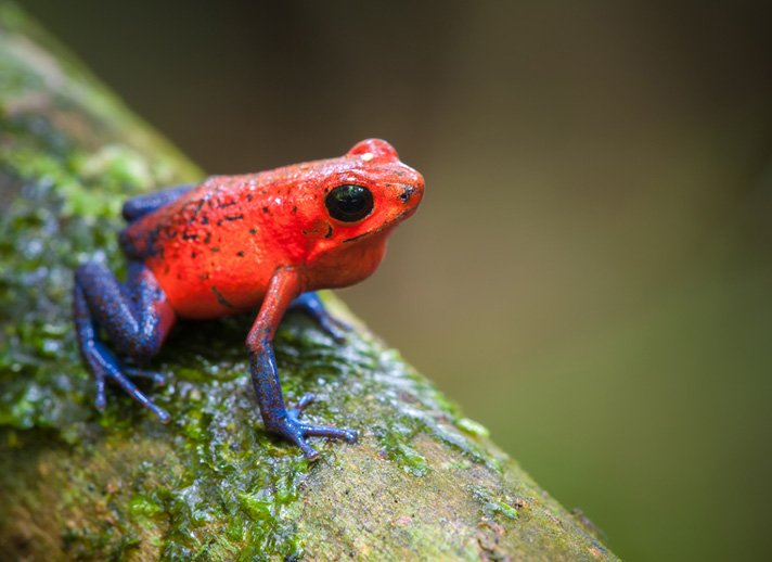 Strawberry Poison Frog Shutterstock 443806876