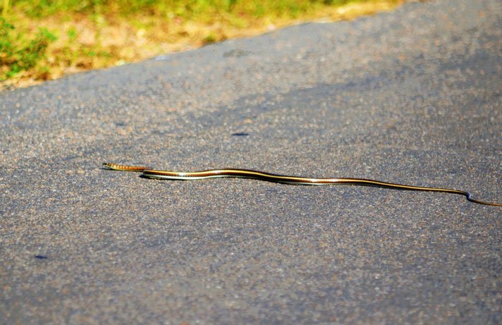 Stripe Bellied Snake Shutterstock 1013061262