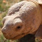 Sulcata Tortoise 1