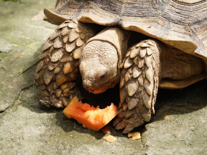 Sulcata Tortoise Shutterstock 1072956305