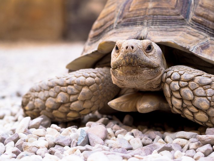 Sulcata Tortoise Shutterstock 258687200