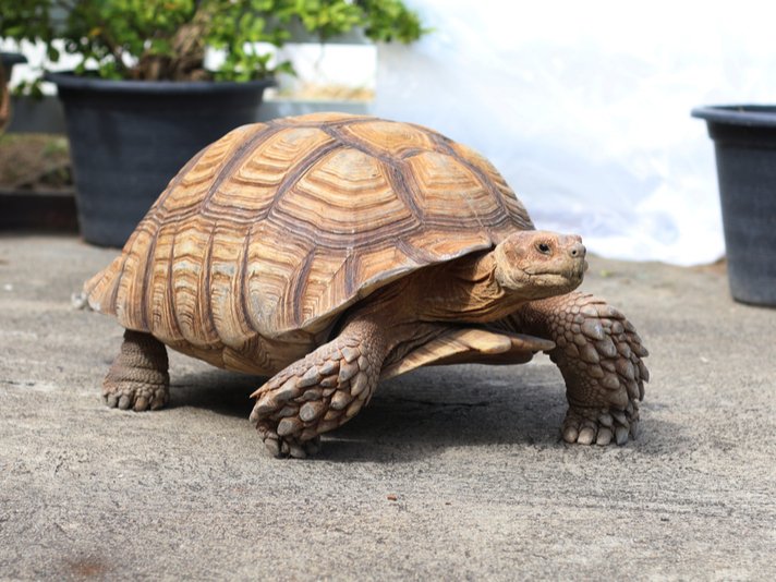 Sulcata Tortoise Shutterstock 465389144