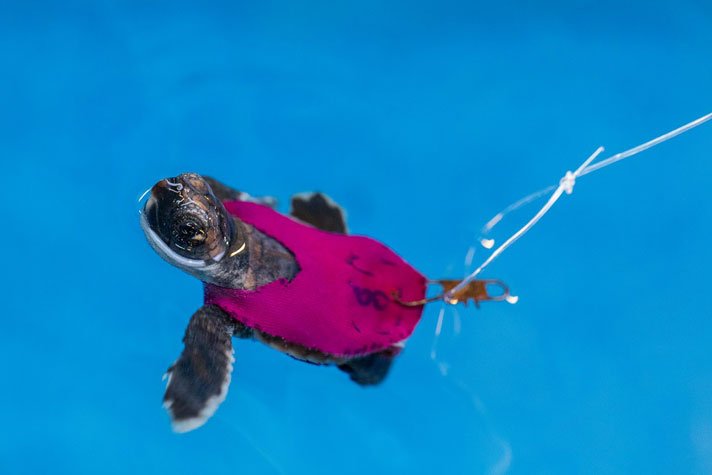Swimming Hatchling Sea Turtle