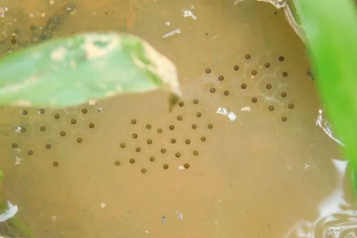 Tadpoles In Elephant Tracks