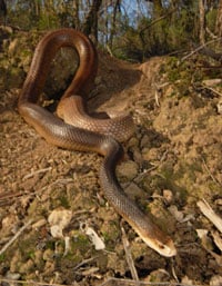 Taipan Species Coastal 200