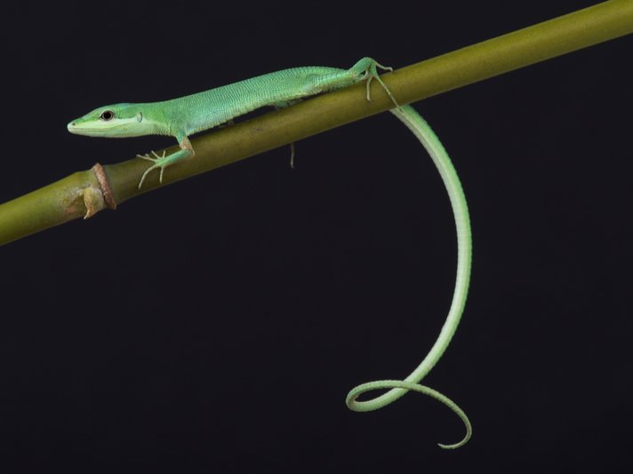 Takydromus Smaragdinus Shutterstock 236202274