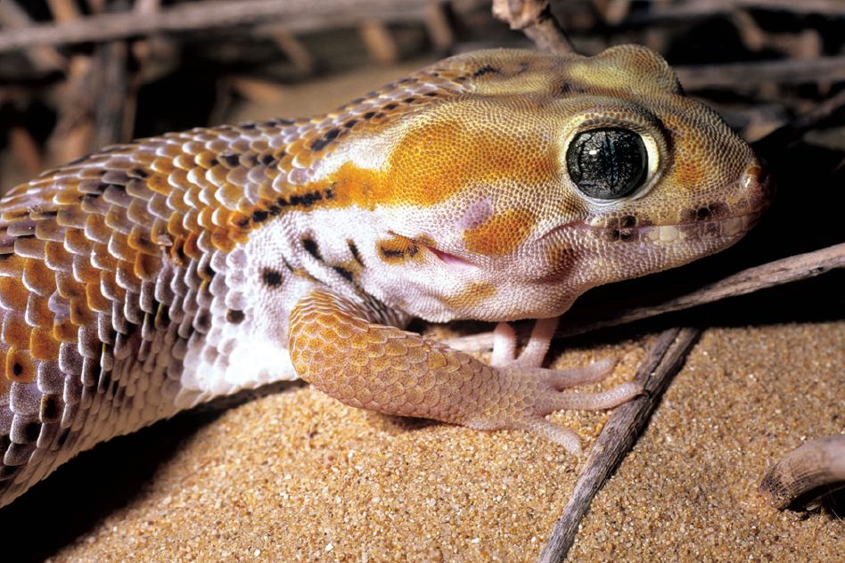 Teratoscincus Keyserlingii