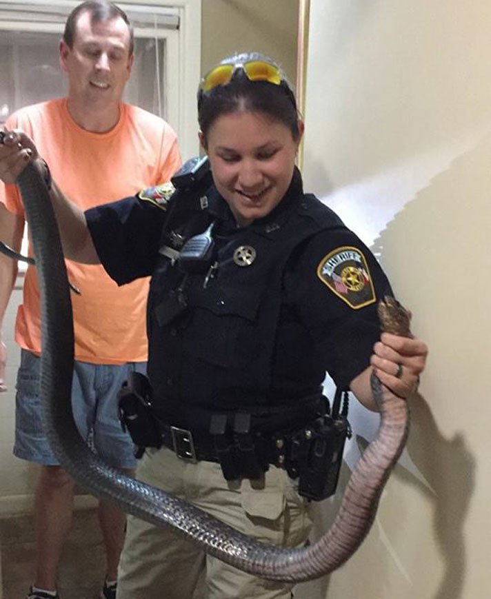 Texas Indigo Snake Bee County Sheriffs Office