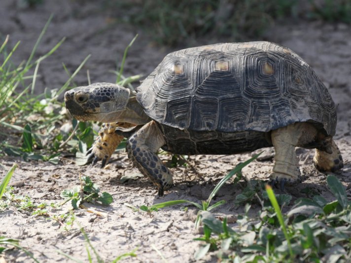 Texas Tortoise Shutterstock 561078676