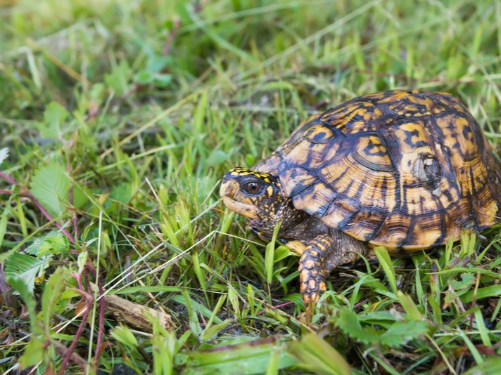 three-toed box turtle