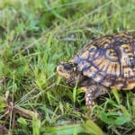 Three Toed Box Turtle Shutterstock 147550130