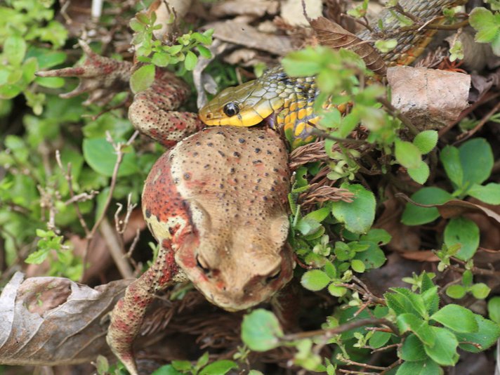 Tiger Keelback Snake Shutterstock 147939572