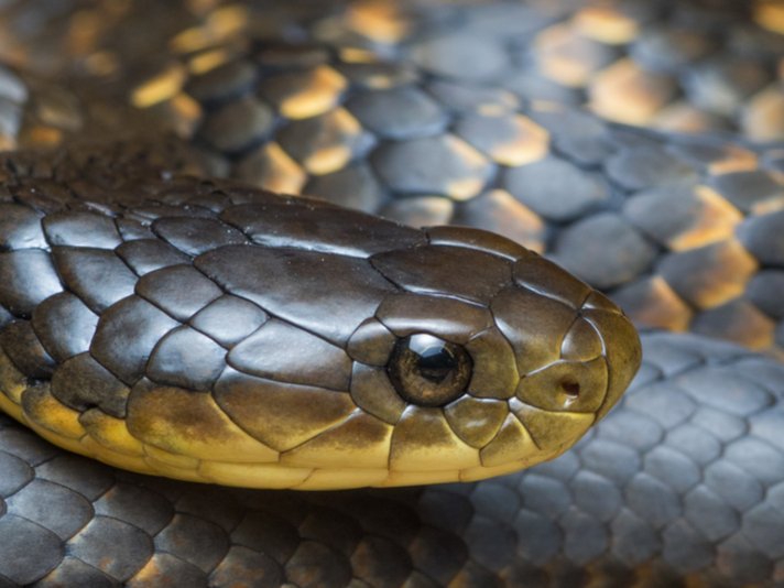 Tiger Snake Shutterstock 630186158