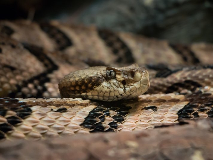Timber Rattlesnake Shutterstock 3235840941