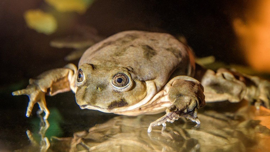 Titicaca water frog (Telmatobius culeus)