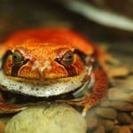 Tomato Frog Shutterstock 58464685