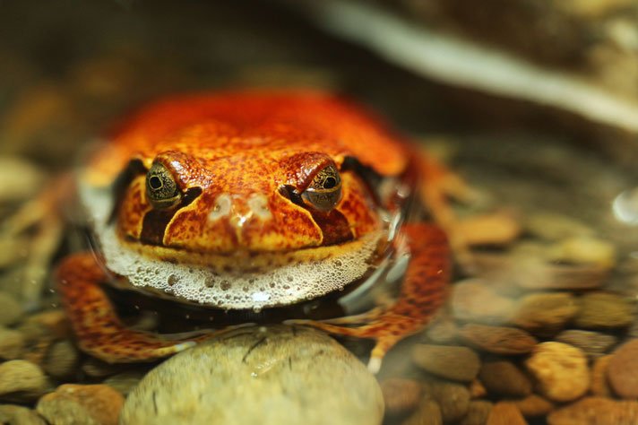 Tomato Frog Shutterstock 58464685